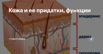 Бактериальный вагиноз - Заболевания ИППП - Минский городской клинический  центр дерматовенерологии