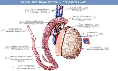 Мужская половая система. Яички и придатки | ВКонтакте