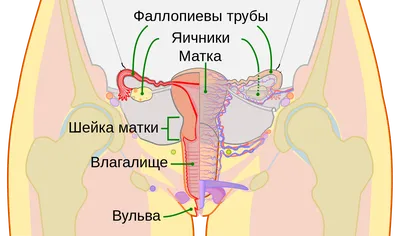 Как найти точку G? (18+) - YouTube