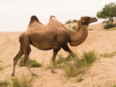 Загадка с юмором: у какого верблюда…» — создано в Шедевруме