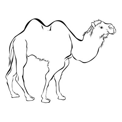 Изолированную иллюстрация верблюда, состоящую из разноцветных части  головоломки на белом фоне Иллюстрация штока - иллюстрации насчитывающей  цветасто, форма: 208967766