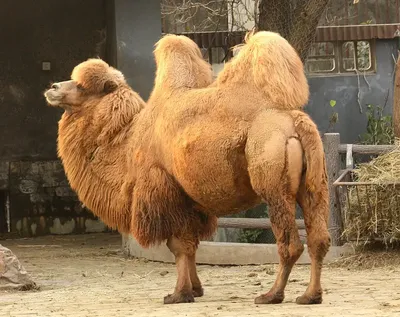 Головоломка верблюд с палочками - удержи баланс купить по цене 150 ₽ в  интернет-магазине KazanExpress