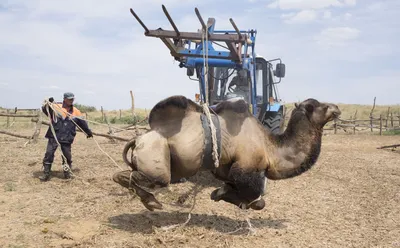 В Астраханской области обитает самый редкий вид верблюдов