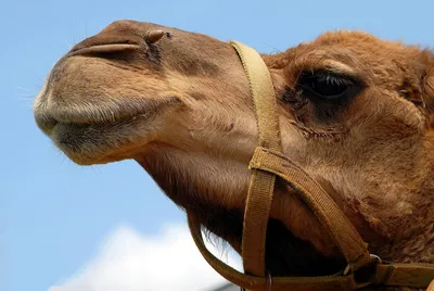Линия верблюда – производителя «Таушык-Бура» породы Казахский Бактриан -  селекционные достижения животноводов Казахстана - часть 5 - Аграрная  социальная сеть