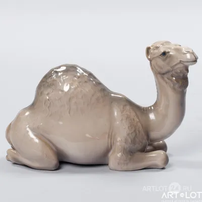 Одногорбый верблюд (Алматинский Зоопарк) · iNaturalist