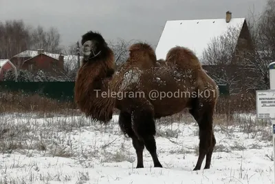 В Калмыкии верблюд стал региональным брендом – Степные вести