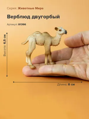 У коз из Бутово появился очередной новый друг — верблюд - Москвич Mag