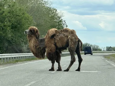 В Ордынском районе Новосибирской области заметили гуляющего по дороге  верблюда 3 декабря 2021 г. - 3 декабря 2021 - НГС