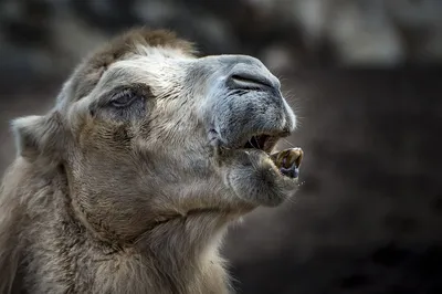 Фигурка Домашние животные Верблюд - купить с доставкой по выгодным ценам в  интернет-магазине OZON (1090417331)