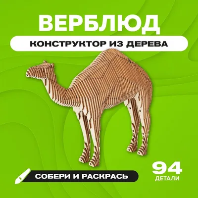 Тартуские ветеринары провели нетрадиционную кастрацию верблюда | Эстония |  ERR