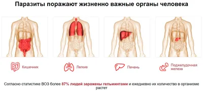 Гельминты и гельминтозы домашних хищных млекопитающих, Е. И. Анисимова –  скачать pdf на ЛитРес