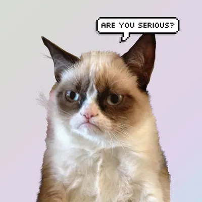 Тестируем новый генератор мемов на картинах с котиками | Арт с котом | Дзен