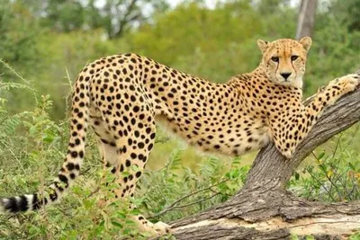 cheetah, Gepard, gepárd, Acinonyx jubatus Stock Photo - Alamy