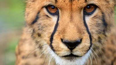 File:Gepard-Serengeti.jpg - Wikipedia