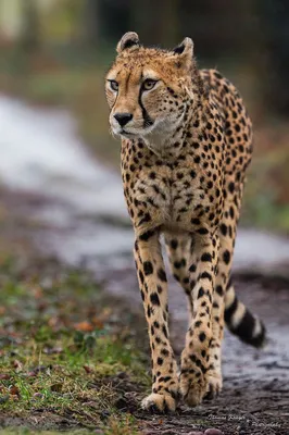 Gepard stock image. Image of yellow, national, predator - 11374981