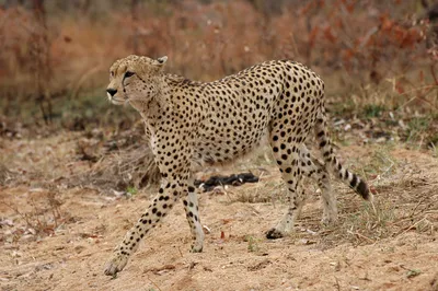 Гепард: скорость бега, продолжительность жизни и другие удивительные факты  о животном