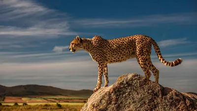 Пять удивительных фактов о гепардах - BBC News Русская служба