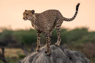 Гепард – самое быстрое животное. Фото и описание гепарда