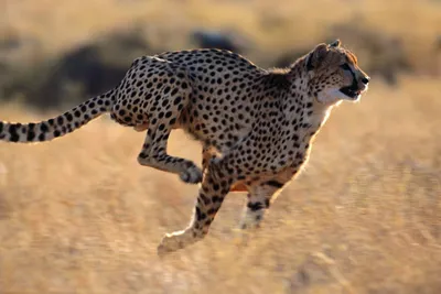 Gepard run on Craiyon