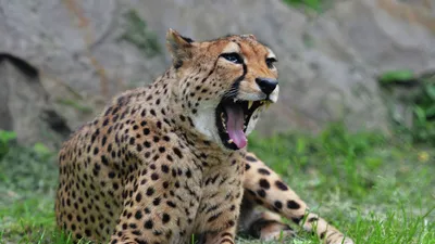 Как бегает гепард - самое быстрое животное на Земле