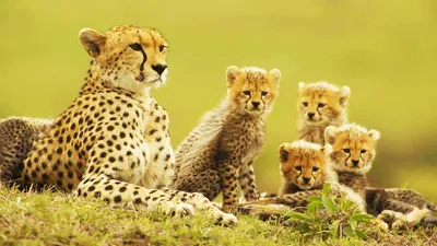 Гепардов во всем мире осталось лишь около семи тысяч