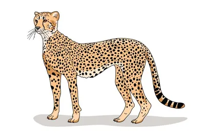 Умер 10-месячный иранский гепард \"Пируз\" - IRNA Pусский