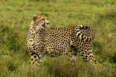 Южноафриканский гепард — Википедия