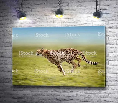 ♡ gepard icon | Гепард, Обои для телефона