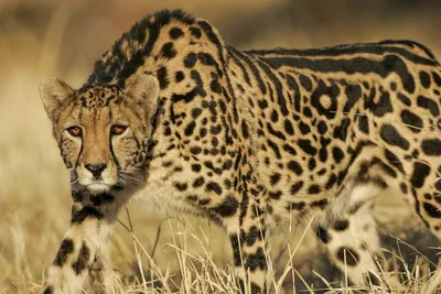 Борзая кошка: как гепарды нашли свою экологическую нишу, пожертвовав многим  ради умения быстро бегать | Вокруг Света