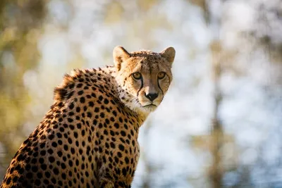 Королевский гепард: 6 любопытных фактов о самой редкой дикой кошке Африки |  Заметки о животных | Дзен