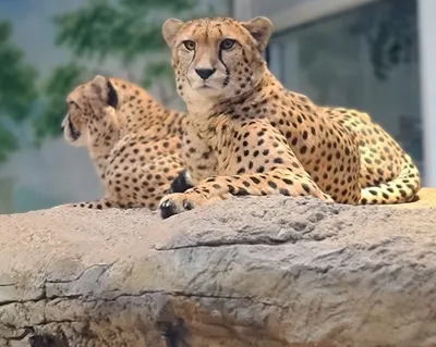 В каких случаях гепард может напасть на леопарда | Заметки о животных | Дзен