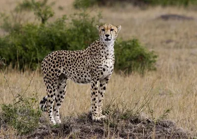Гепард – самое быстрое животное. Фото и описание гепарда