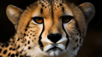 Королевский гепард • Вероника Самоцкая • Научная картинка дня на  «Элементах» • Зоология