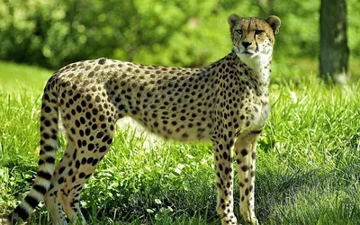 Чем леопард отличается от гепарда: 10 интересных различий крупных кошек |  Приключения натуралиста | Дзен