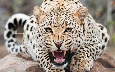 Guepard гепарда стоковое фото. изображение насчитывающей звеец - 12903536