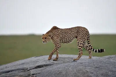 Гепарды (cheetah).