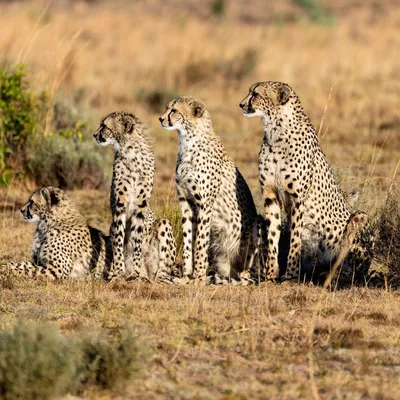 Семь котят гепарда. Защищать или бросить на произвол судьбы.