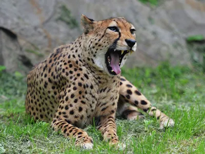 Гепард: скорость бега, продолжительность жизни и другие удивительные факты  о животном