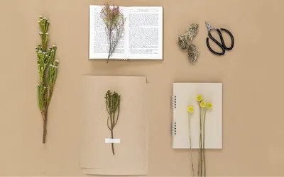 Засушить и пришить: как создать научный гербарий и почему нужно успеть до  росы