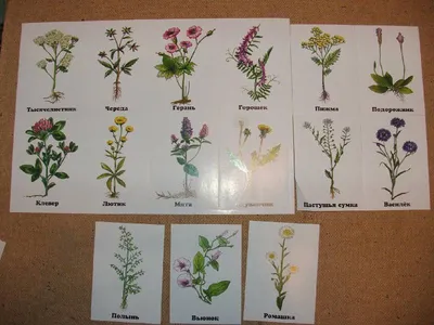 Пресс для цветов, гербарий, набор для создания гербария №544923 - купить в  Украине на Crafta.ua