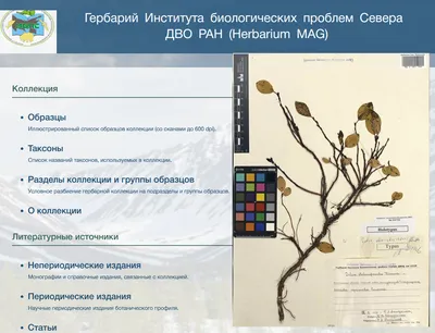 rgdb.ru - Презентация книги Ксении Дудовой «Мой первый гербарий»