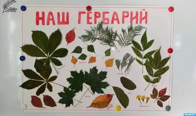 Пресс для цветов, гербарий, набор для создания гербария №544919 - купить в  Украине на Crafta.ua