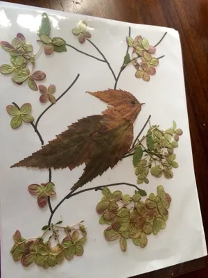 листья гербария собрания различные Стоковое Изображение - изображение  насчитывающей природа, октябрь: 15567529