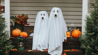 Friendly Ghost Cute Wallpapers - Free Halloween Wallpapers HD