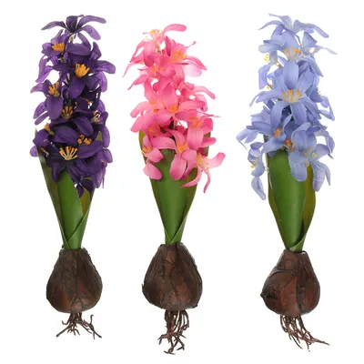Гиацинт в горшке 🌱 купить гиацинты разных цветов