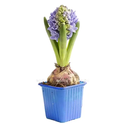 Цветок искусственный Гиацинт, пластик, 25см, 3 цвета (409-041) купить оптом  в г. по цене 150.00 ₽ - galacentre.ru