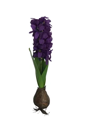 Цветок Гиацинт в горшке - купить с доставкой в Геленджике в Перекрёстке
