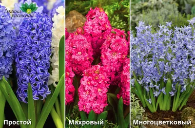 Купить луковицу гиацинта 🌺 недорого с доставкой по Москве, сайт \"Цветы для  Вас\"