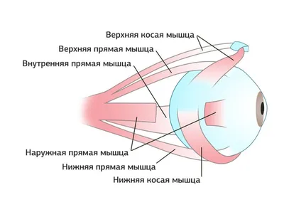 Новости – Филиал МБУ «ГКЦСОН» Дзержинского и Калининского районов