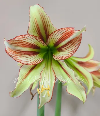 HIPPEASTRUM (AMARYLLIS UNIQUE) LARGE FLOWERING 'LUNA' 34/36 CM. (6 P.OPEN  TOP BOX) | Rotex Flowerbulbs BV